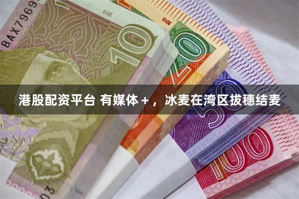港股配资平台 有媒体＋，冰麦在湾区拔穗结麦